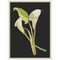 Calla Lily Flowers by Mary Delany Counted Cross Stitch Pattern